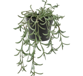 گل سبز مصنوعی ایکیا فژکا